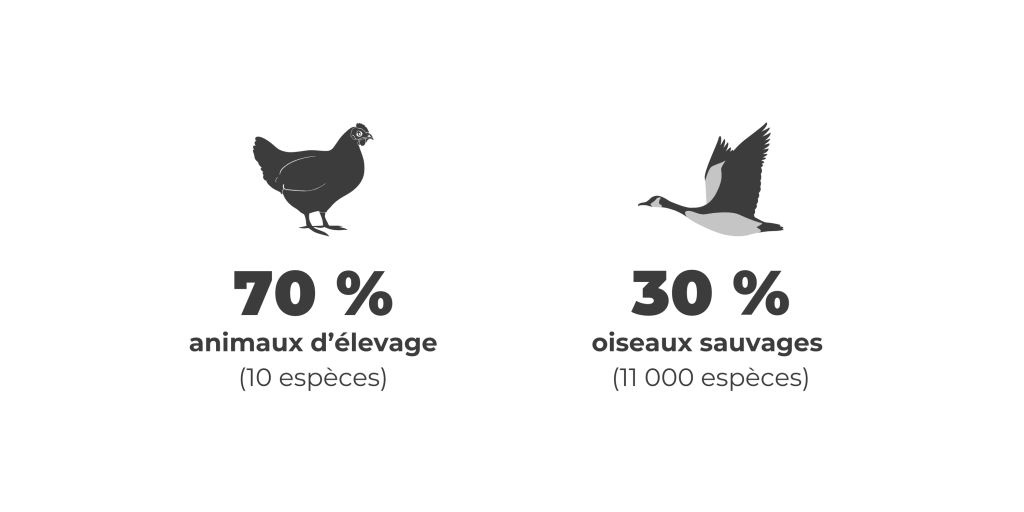 Biomasse terrestre oiseaux
